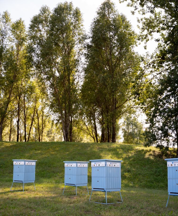 Bees from the Nowiny cement plant featured in the Echo dnia newspaper